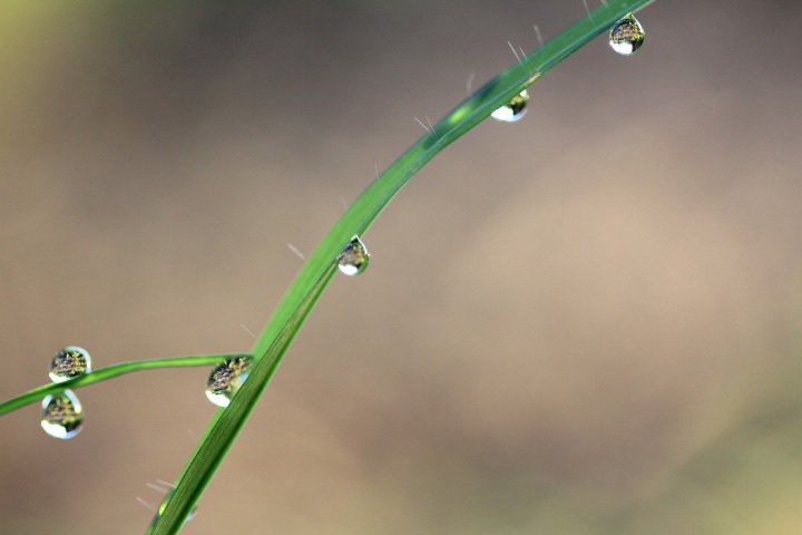 雨露